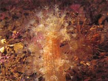 Image of Alcyonium digitatum (Dead mans fingers)