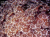 Image of Alveopora gigas (Flower pot coral)
