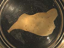 Image of Alcyonidium pedunculatum (Smooth leather bryozoan)