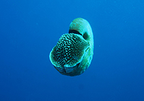 Image of Allonautilus scrobiculatus (Crusty nautilus)