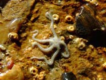 Image of Amphipholis squamata (Dwarf brittle star)