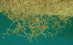 Image of Amathia verticillata (Bushy bryozoan)