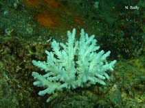 Image of Anacropora forbesi (False flower coral)
