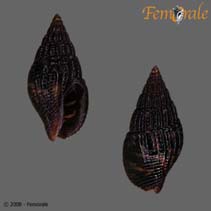 Image of Anachis hilli 