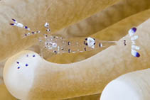 Image of Ancylomenes holthuisi (Holthuis cleaner shrimp)