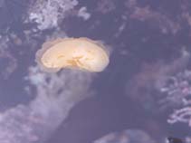 Image of Anisodoris nobilis (Pacific sea-lemon)