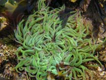 Image of Anemonia sulcata (Snakelocks anemone)