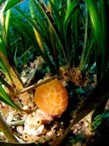 Image of Aplidium conicum (Conical sea squirt)