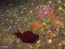 Image of Aplysia punctata (Spotted sea hare)