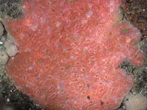 Image of Aplidium solidum (Red Sea pork)