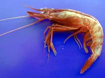 Image of Aristeus antennatus (Blue and red shrimp)