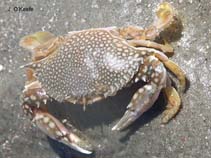 Image of Arenaeus cribrarius (Speckled swimming crab)