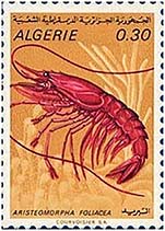 Image of Aristaeomorpha foliacea (Giant red shrimp)