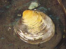 Image of Arctica islandica (Ocean quahog)