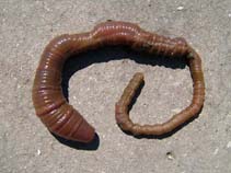 Image of Arenicola marina (Northern lugworm)