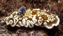 Image of Ardeadoris tomsmithi 