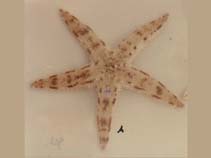 Image of Archaster typicus (Common sea star)