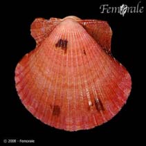 Image of Argopecten ventricosus (Pacific calico scallop)