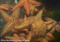 Image of Asterias amurensis (North Pacific seastar)