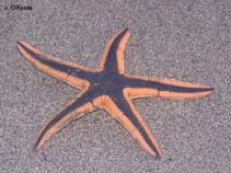 Image of Astropecten articulatus (Royal sea star)