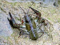 Image of Astacus astacus (Noble crayfish)