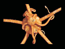 Image of Astrochlamys bruneus 