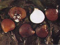 Image of Astarte castanea (Chestnut Astarte)