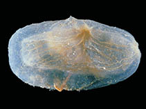 Image of Ascidia challengeri 