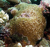 Image of Astreopora cucullata 