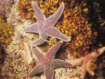 Image of Asterias forbesi (Forbes sea star)