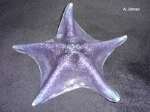 Image of Patiria miniata (Bat star)