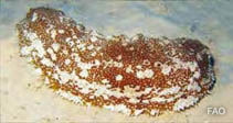 Image of Astichopus multifidus (Furry sea cucumber)