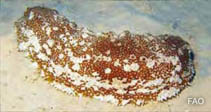 Image of Astichopus multifidus (Furry sea cucumber)