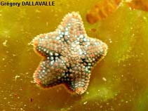 Image of Asterina phylactica (Small cushion starfish)