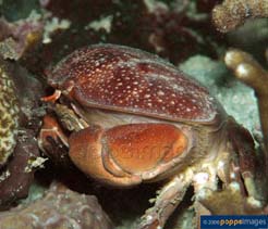 Image of Atergatis integerrimus (Red egg crab)