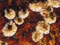 Image of Balanus balanus (Rough barnacle)