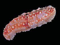 Image of Bathyplotes bongraini 