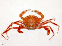 Image of Bathynectes maravigna (deepsea swimming crab)