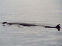 Image of Balaenoptera physalus (Fin whale)