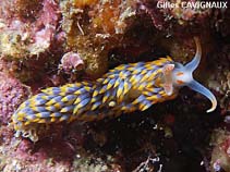 Image of Berghia coerulescens (Anemone sea slug)