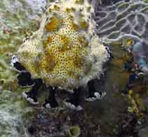 Image of Pearsonothuria graeffei (Blackspotted sea cucumber)