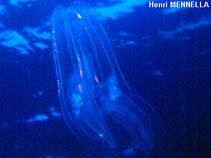 Image of Bolinopsis infundibulum (Northern comb jelly)