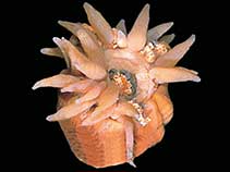 Image of Bolocera kerguelensis 