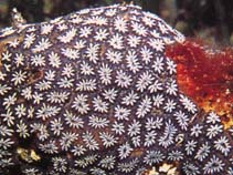 Image of Botryllus schlosseri (Golden star tunicate)
