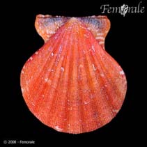 Image of Bractechlamys vexillum (Distant scallop)