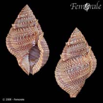 Image of Bufonaria bufo (Chestnut frogsnail)
