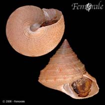 Image of Calliostoma aculeatum 