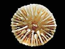 Image of Caryophyllia antarctica 