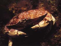 Image of Cancer borealis (Jonah crab)