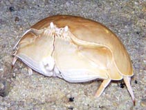 Image of Calappa calappa (Giant box crab)